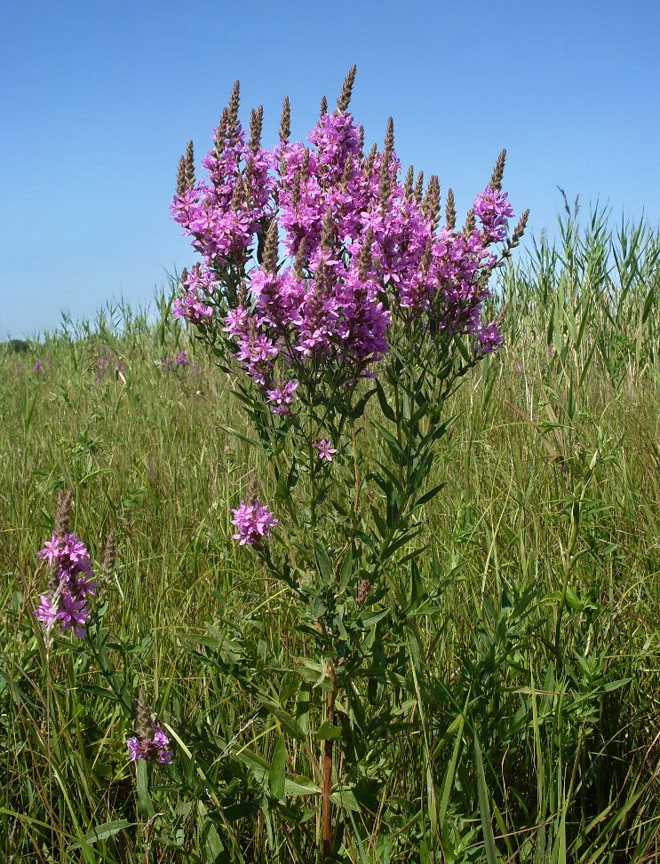 Image of Lythrum salicaria specimen.