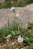 Valeriana chionophila. Цветущее растение. Южный Казахстан, вершина 797.3 0.5 км западнее шоссе Корниловка-Пестели. 28.03.2013.