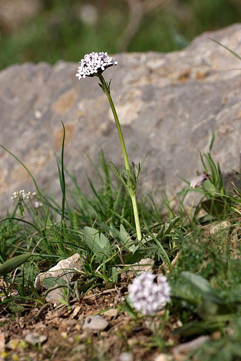 Изображение особи Valeriana chionophila.