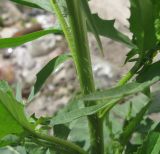 Sisymbrium loeselii