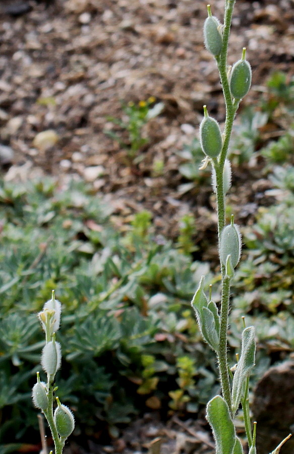 Image of Fibigia clypeata specimen.