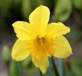 Narcissus pseudonarcissus