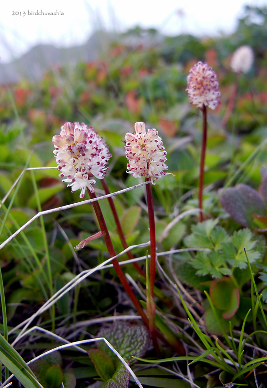 Изображение особи Tofieldia coccinea.