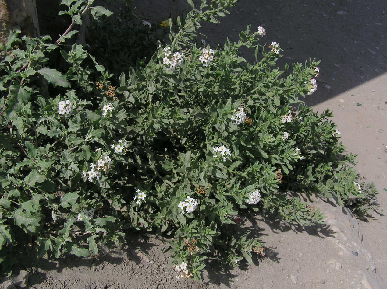 Изображение особи Argusia sibirica.