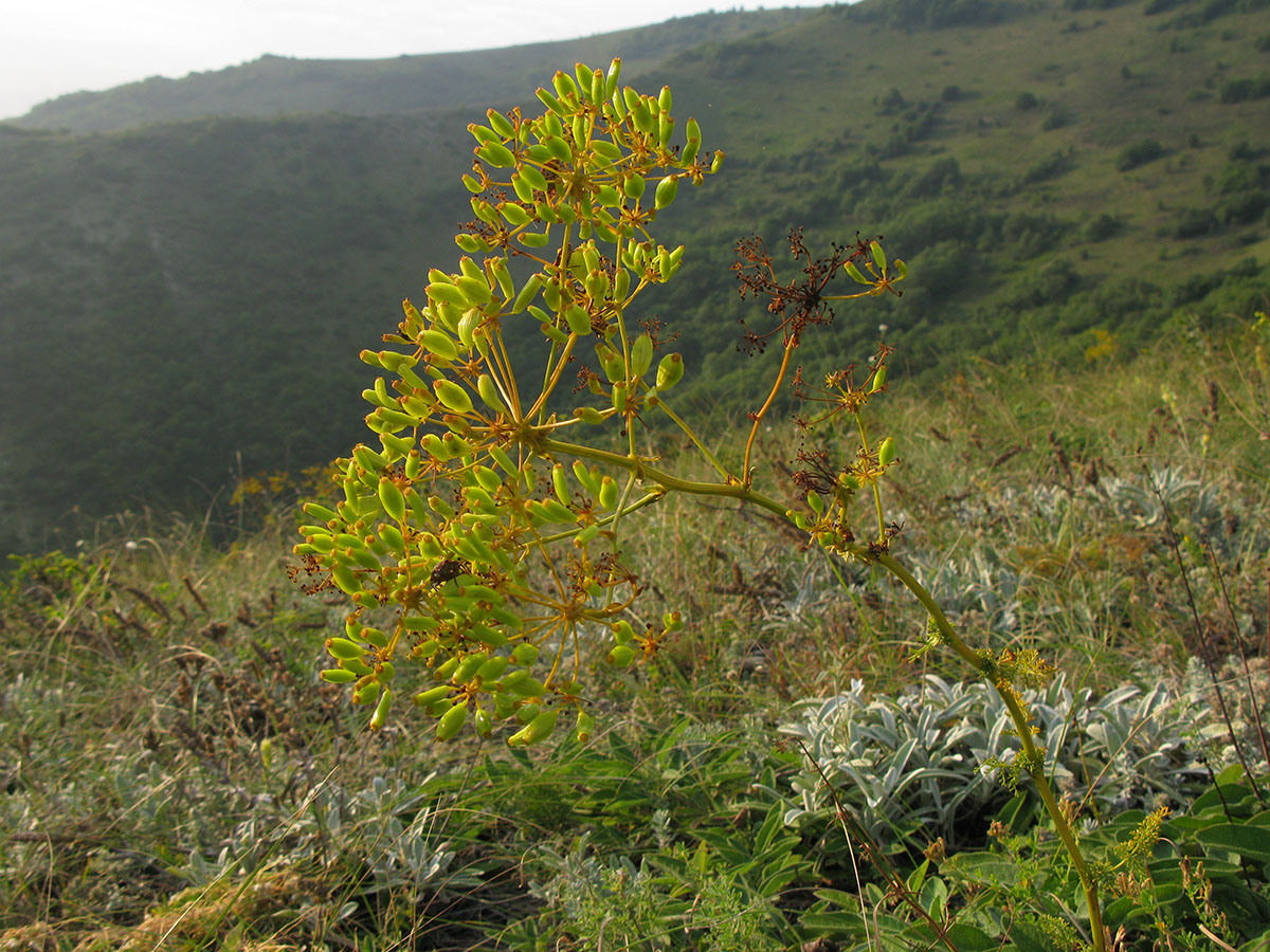 Image of Ferulago galbanifera specimen.