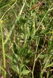 Centaurea adpressa