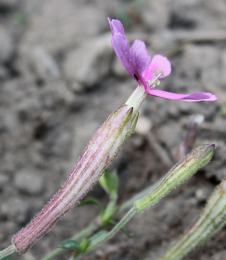 Изображение особи Silene schafta.