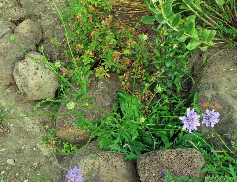 Image of Scabiosa lachnophylla specimen.