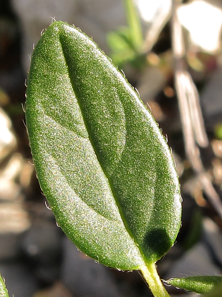 Image of Helianthemum ovatum specimen.