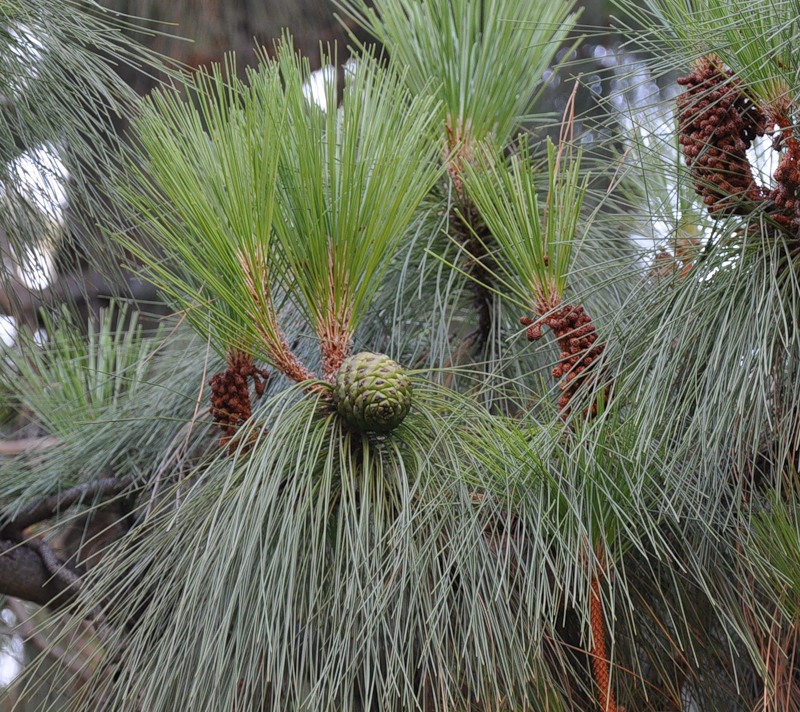 Изображение особи Pinus canariensis.