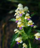 Galeopsis speciosa. Соцветие в росе. Московская обл., Раменский р-н, окр. ж.-д. платформы Хрипань, залежь. 13.08.2013.