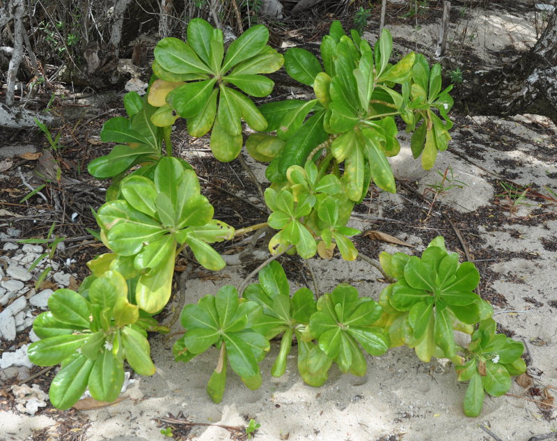 Изображение особи Scaevola taccada.