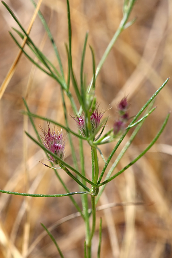 Изображение особи Cuminum setifolium.