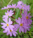 Primula nutans