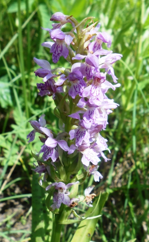 Image of Dactylorhiza baltica specimen.