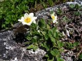 Dryas ajanensis. Цветущее растение. Хабаровский край, Ванинский р-н, хр. Большой Ян, гора Скала. 28.06.2013.