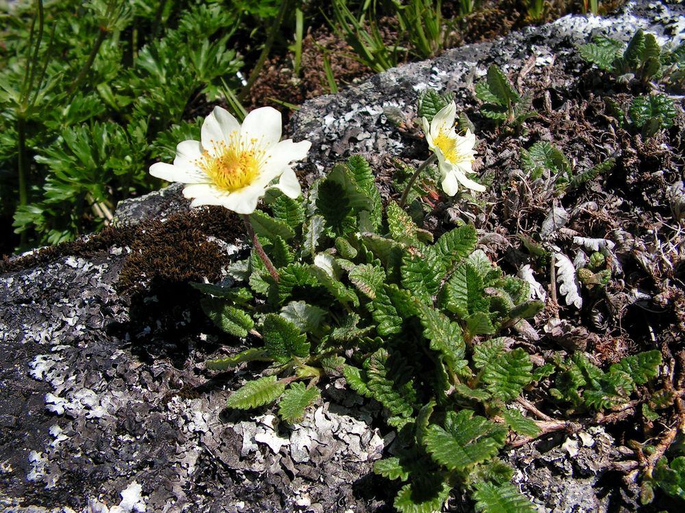 Изображение особи Dryas ajanensis.