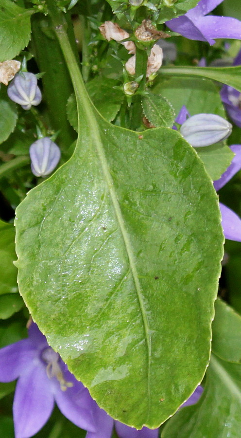 Image of genus Campanula specimen.