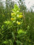 Rhinanthus vernalis