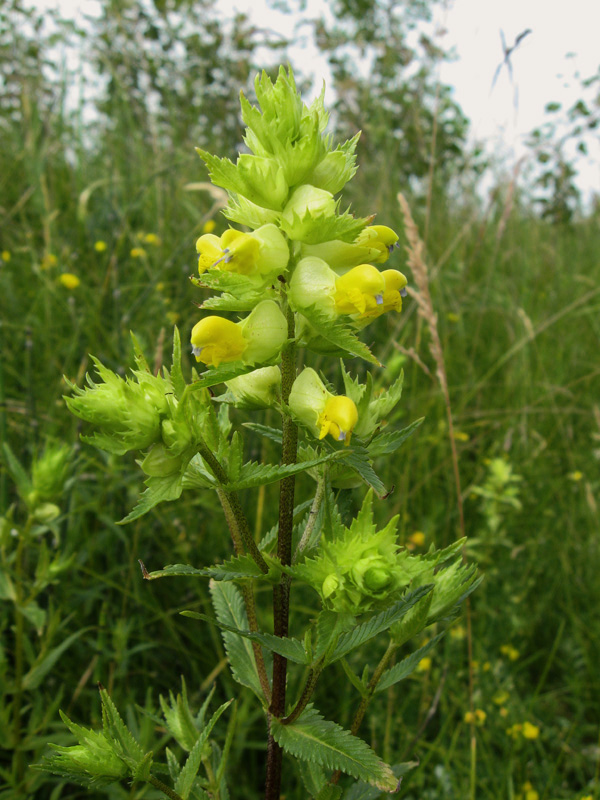 Изображение особи Rhinanthus vernalis.