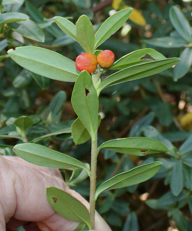 Image of genus Daphne specimen.