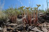 Sedum alberti