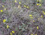 Ranunculus polyrhizos