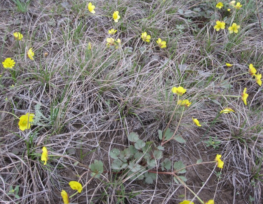 Image of Ranunculus polyrhizos specimen.