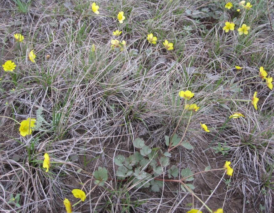 Изображение особи Ranunculus polyrhizos.