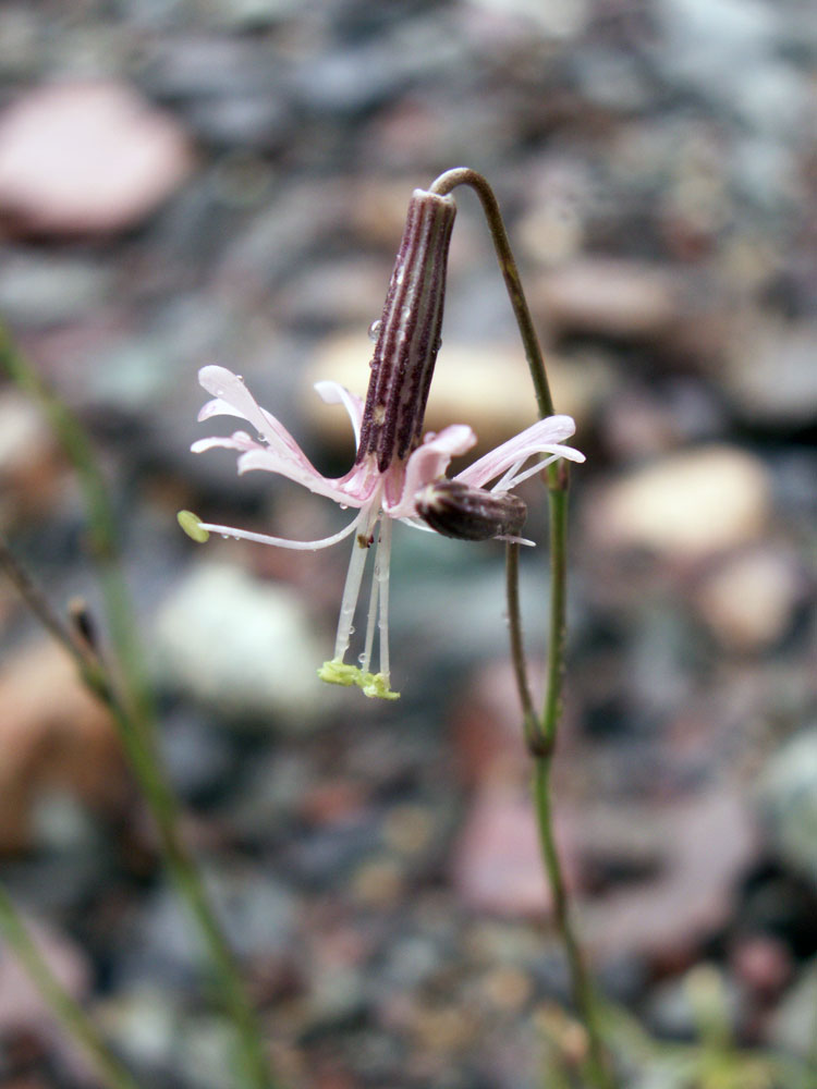 Изображение особи Silene lithophila.