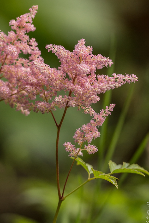 Изображение особи род Astilbe.