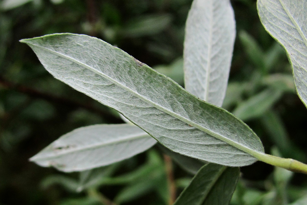 Image of Salix rosmarinifolia specimen.