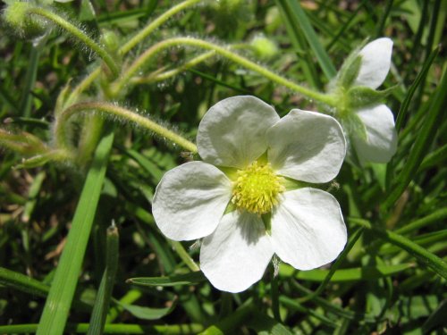 Image of Fragaria virginiana specimen.