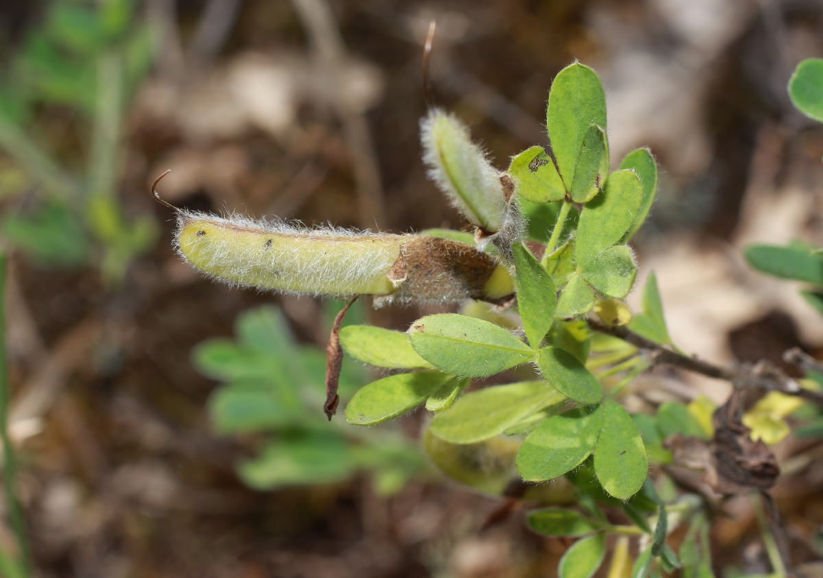 Изображение особи Chamaecytisus colchicus.