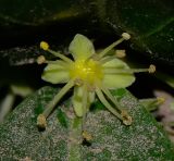 Dovyalis caffra