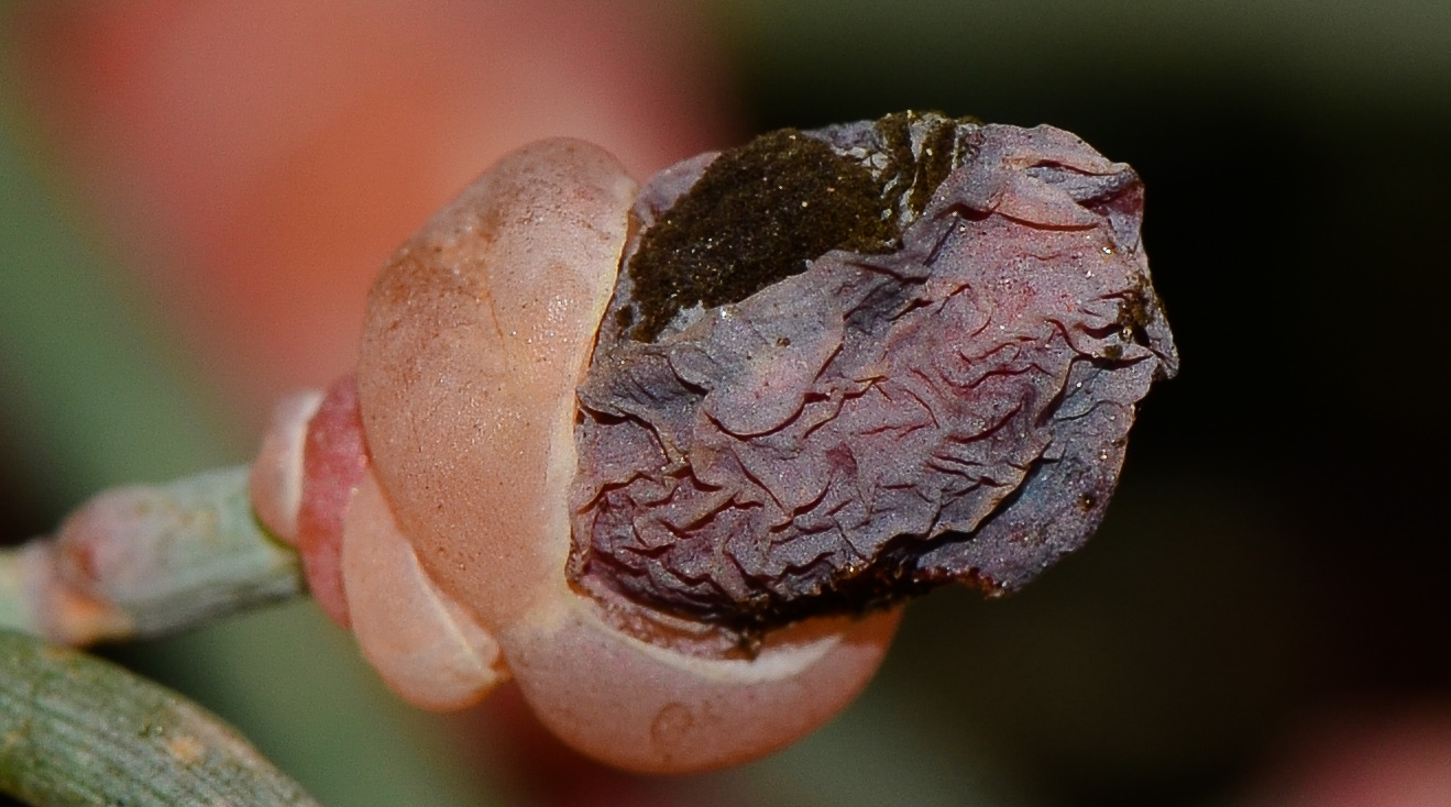 Image of Ephedra aphylla specimen.