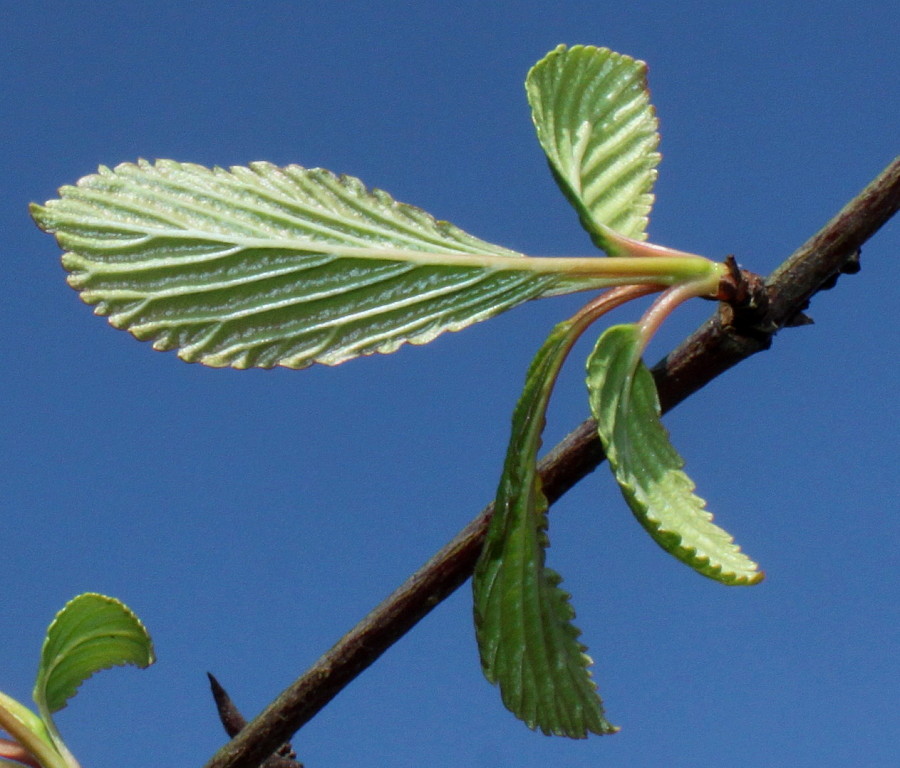 Изображение особи Viburnum farreri.