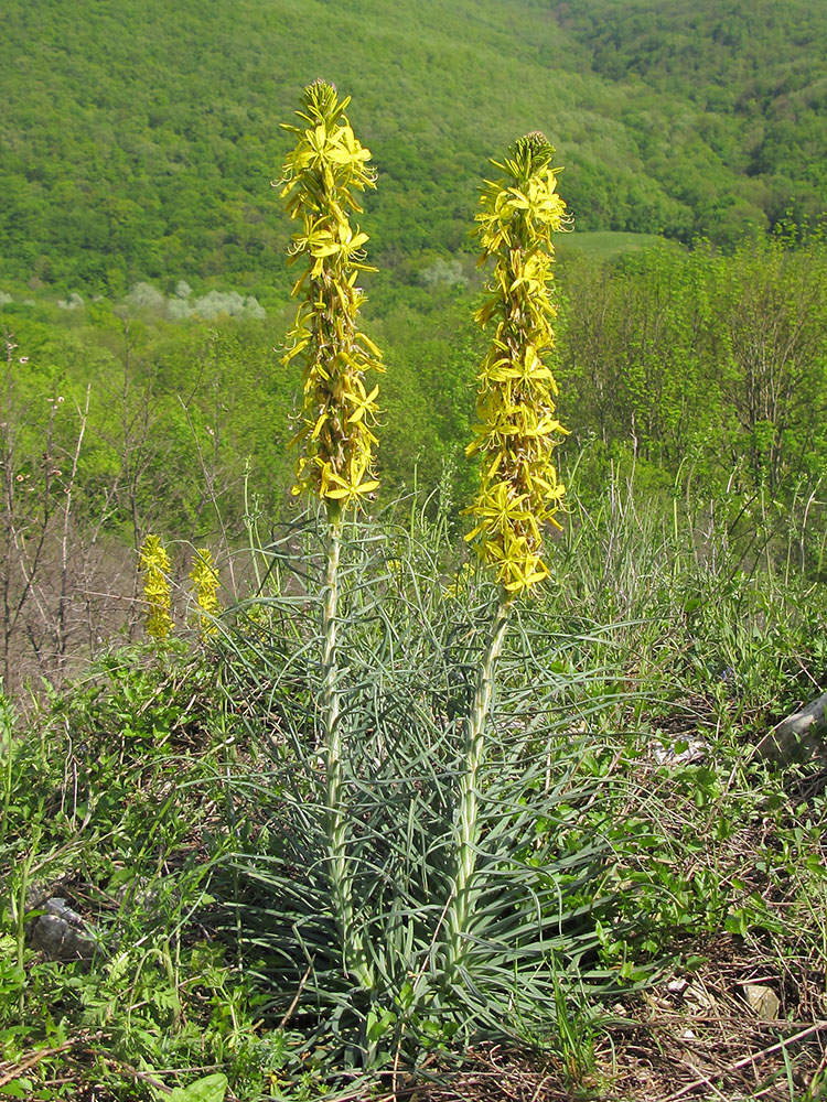 Изображение особи Asphodeline lutea.