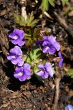 Viola phalacrocarpa