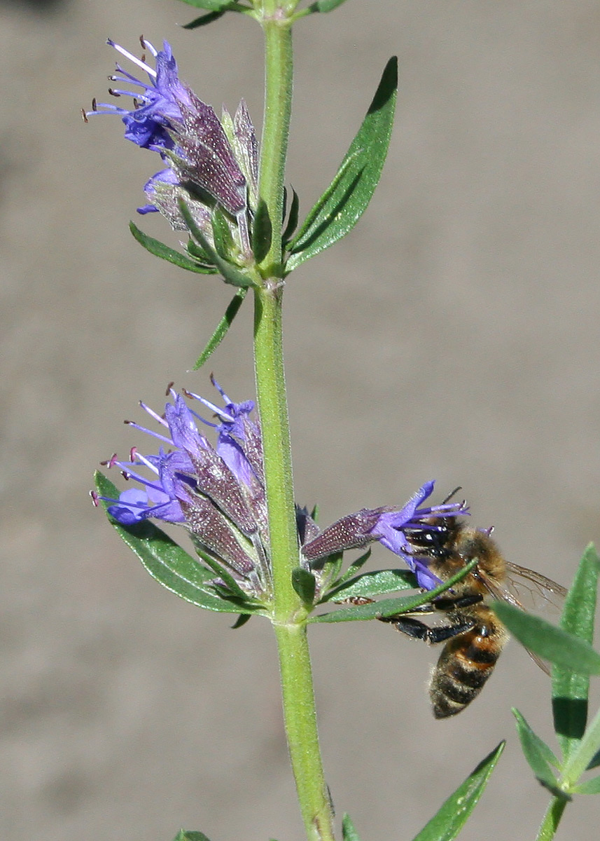 Image of Hyssopus officinalis specimen.