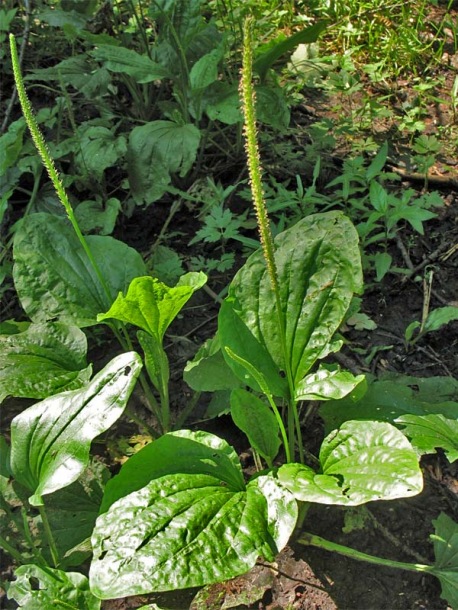 Изображение особи Plantago major.