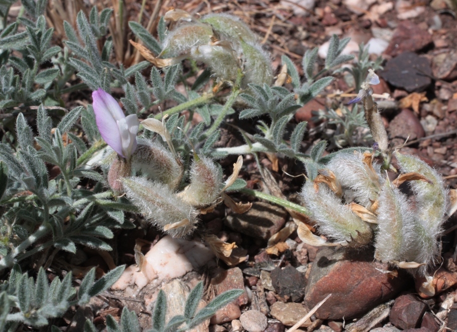 Image of Astragalus subarcuatus specimen.