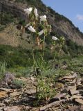 Campanula komarovii. Цветущее растение (белоцветковая форма). Краснодарский край, м/о Анапа, окр. пос. Бол. Утриш, обрывисто-осыпной береговой склон. 24.05.2014.