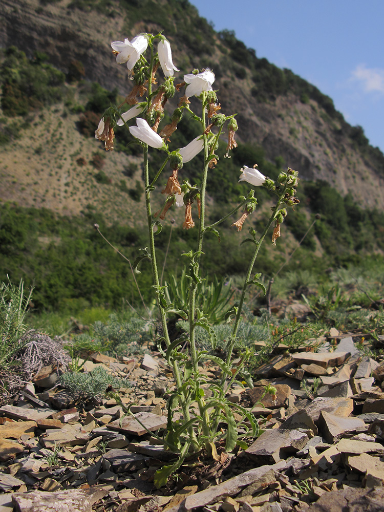 Image of Campanula komarovii specimen.