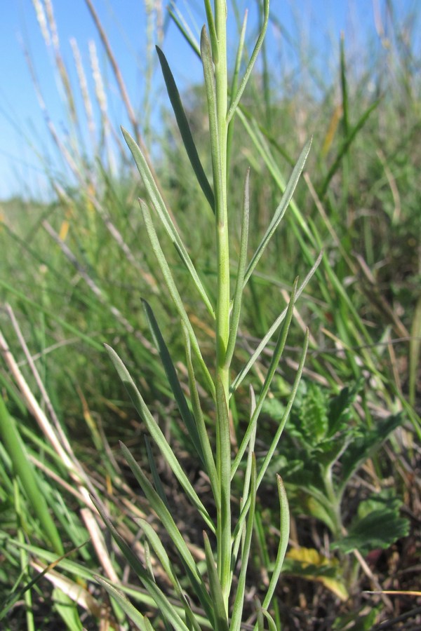 Image of Linaria macroura specimen.