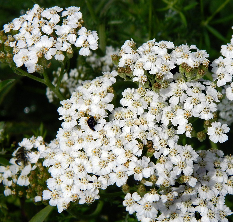 Image of Achillea millefolium specimen.