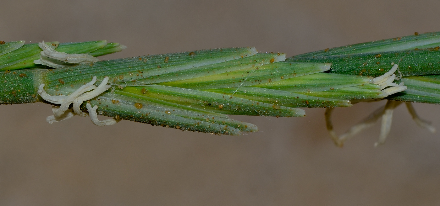 Image of Elytrigia juncea specimen.