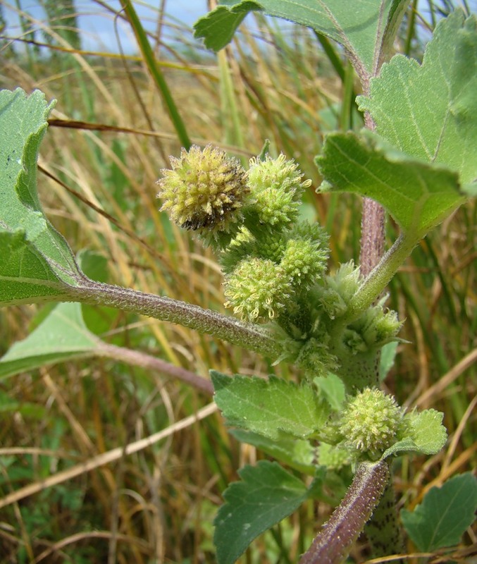 Изображение особи Xanthium orientale.