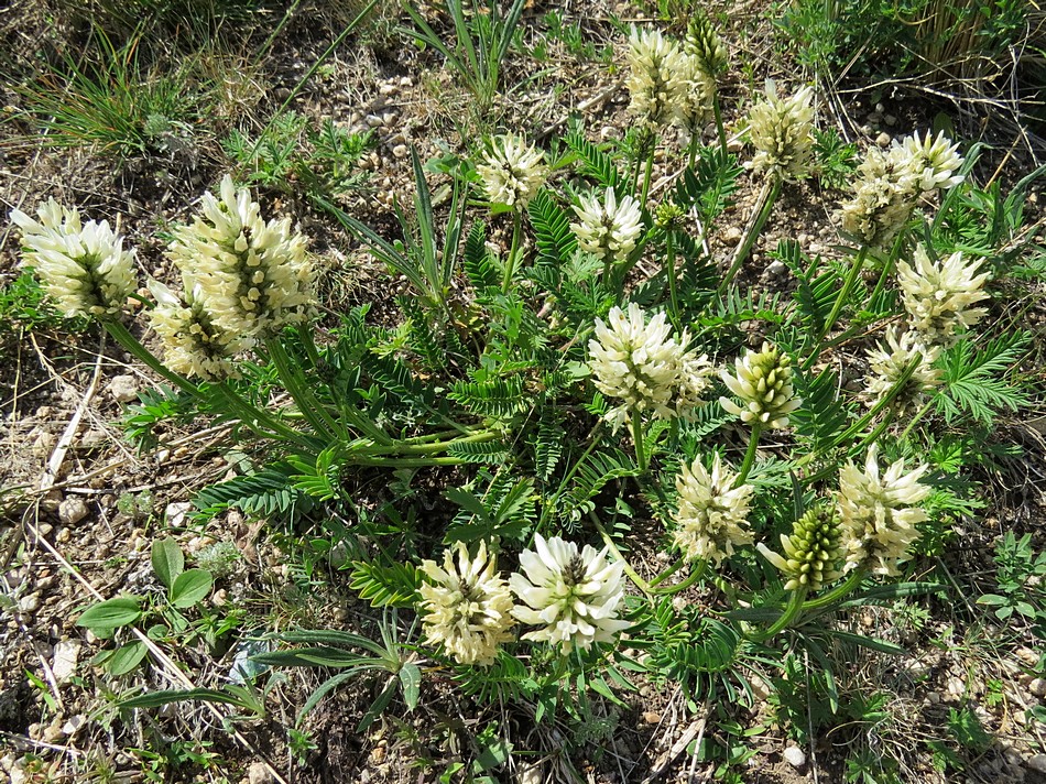 Изображение особи Astragalus austrosibiricus.