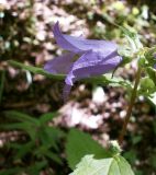 Campanula trachelium